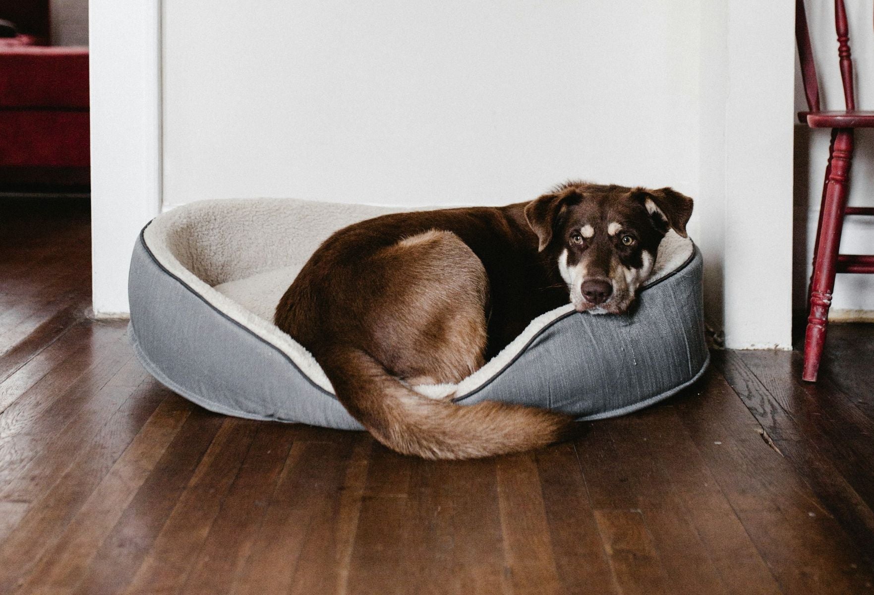 Black And Brown Dog Lying In Pet Bed