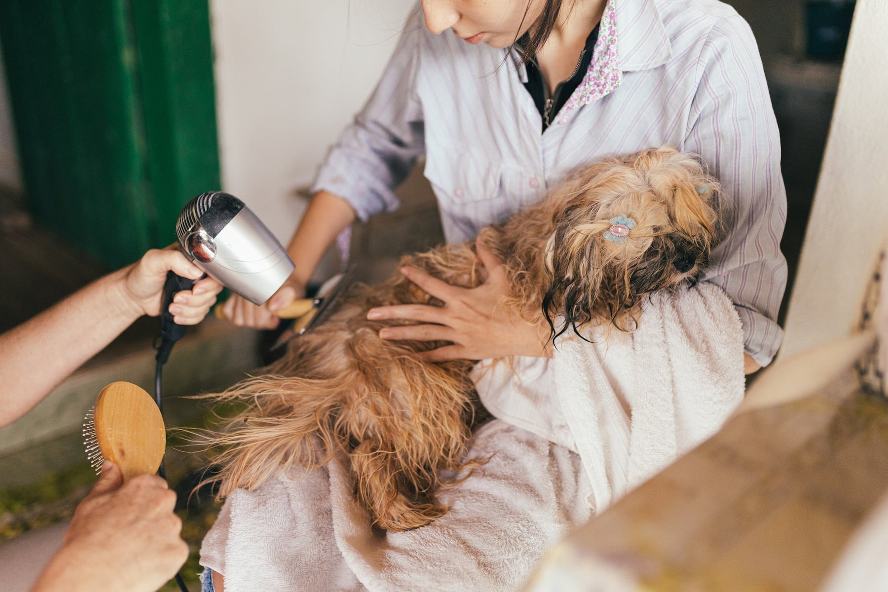 Blow Drying A Dog With A Human Hair Blow Dryer