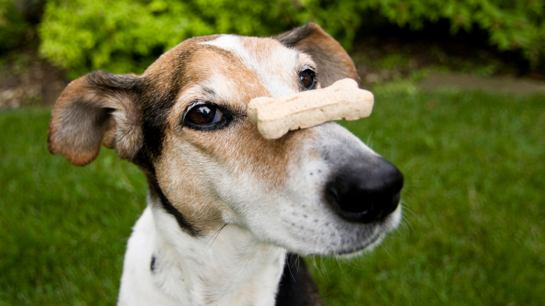 Delightful Doggy Delicacies: A Comprehensive Guide to Homemade Dog Treats