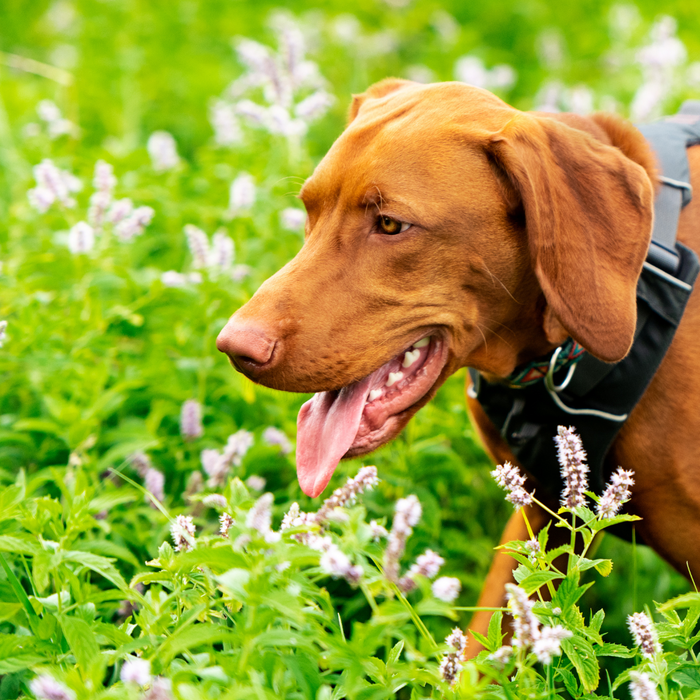 Transform Your Dog Walks: The Ultimate Guide to Choosing and Using Dog Harnesses