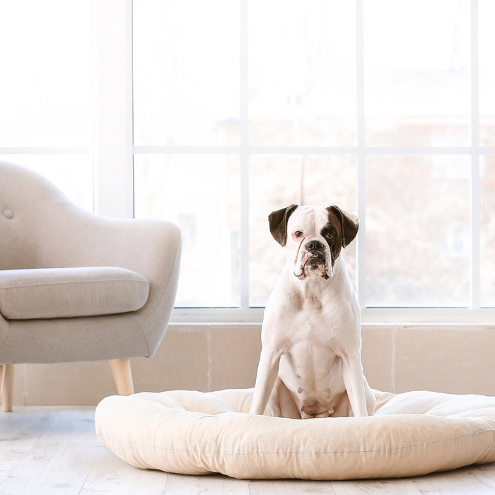 Finding the Right Dog Bed for Your Furry Friend