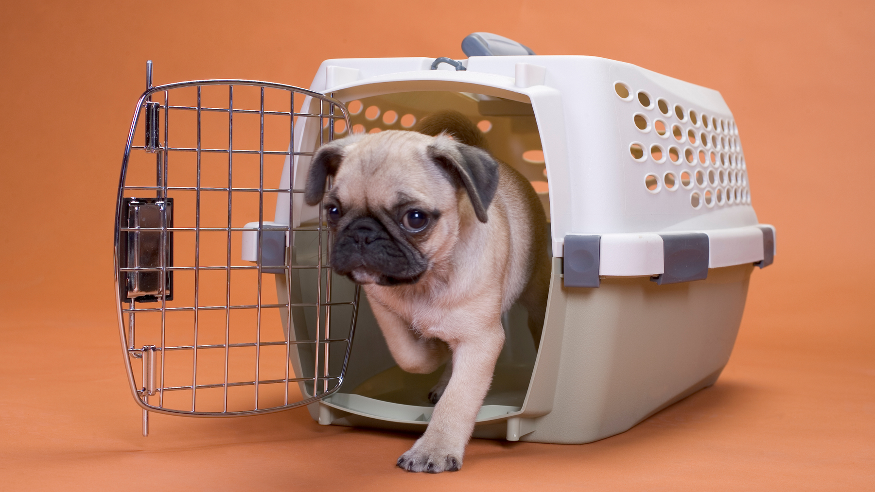 How to Choose the Perfect Crate for Your Pet: A Comprehensive Guide