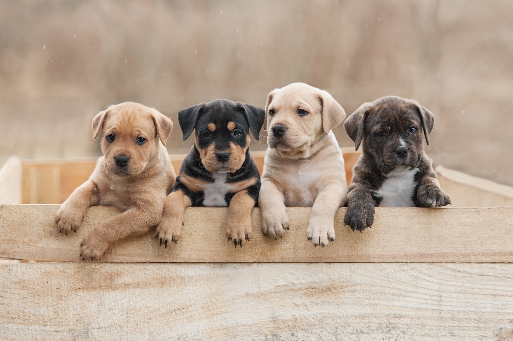 Bringing Home a New Puppy: Tips and Tricks for First-Time Puppy Owners