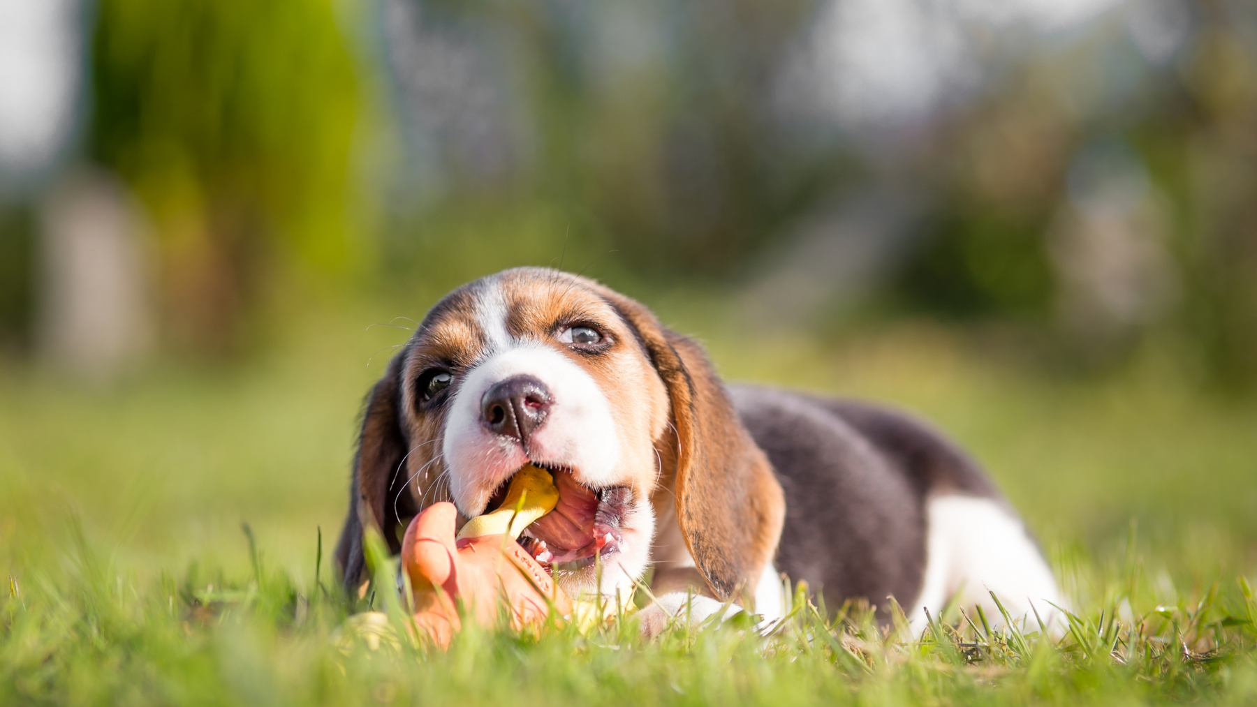 Tips for Managing Your Puppy's Teething Phase