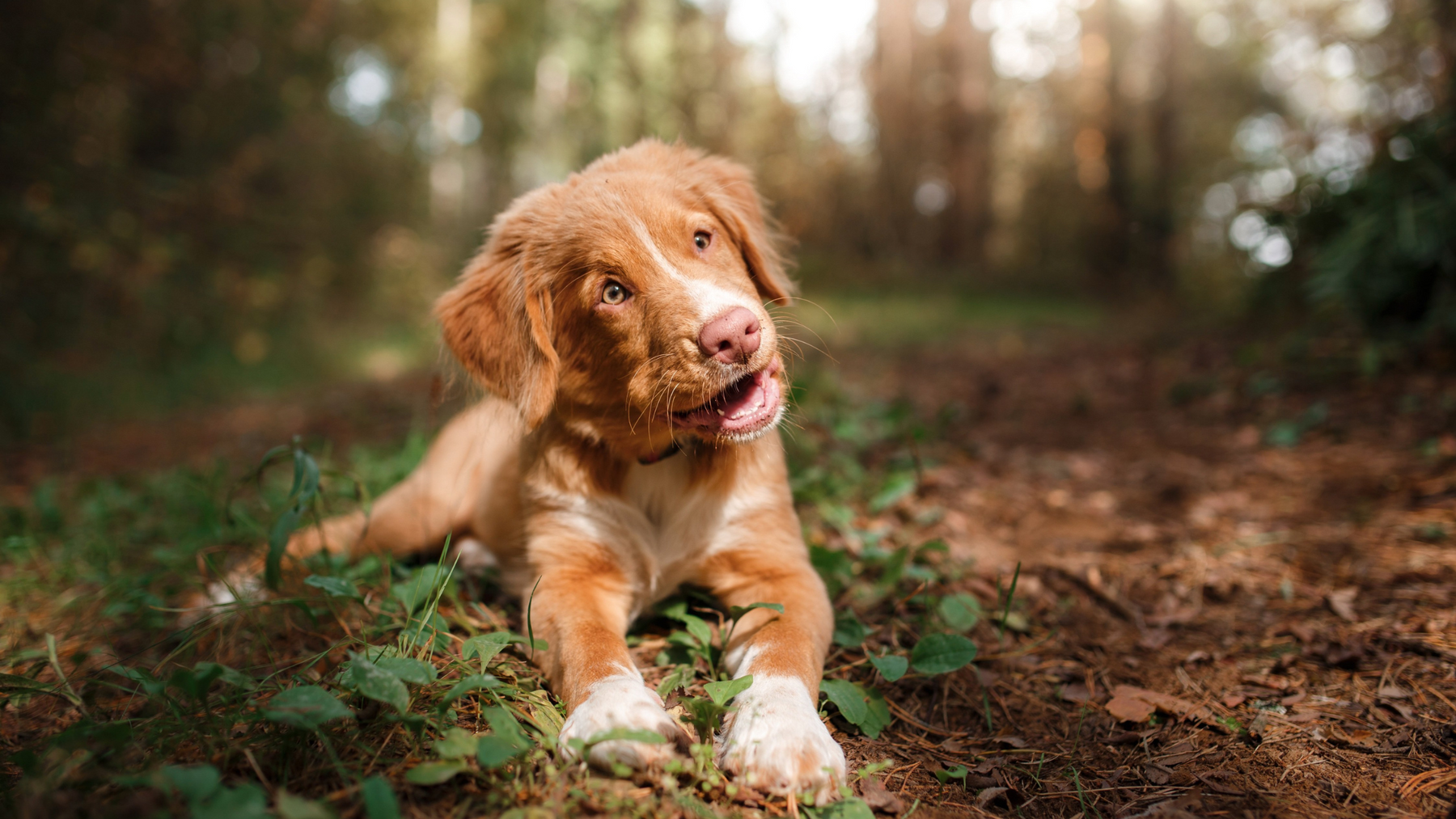 Puppy Care 101: Essential Tips for First-Time Owners