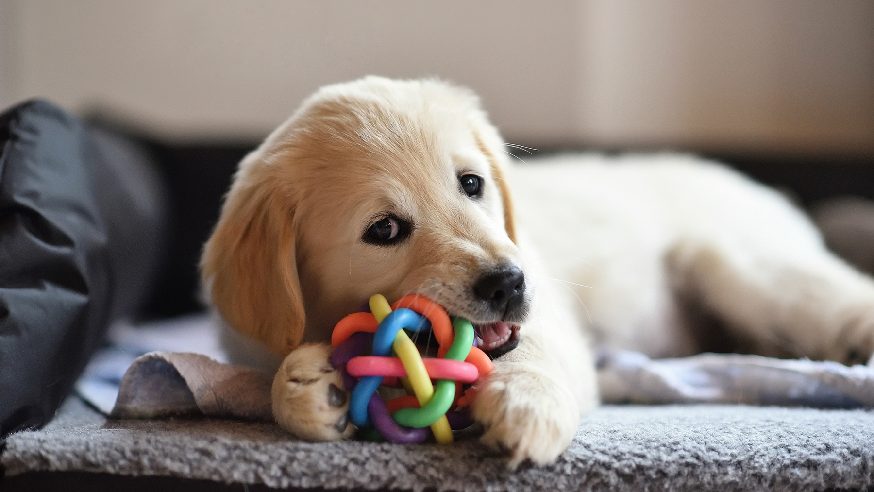The Ultimate Guide to Selecting the Perfect Toys for Your Puppy's Playtime: Health, Safety, and Fun Unleashed