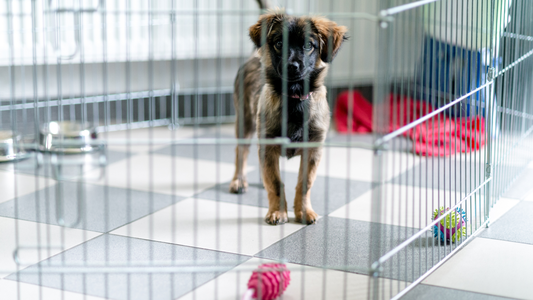 10 Reasons Why You Need a Dog Crate