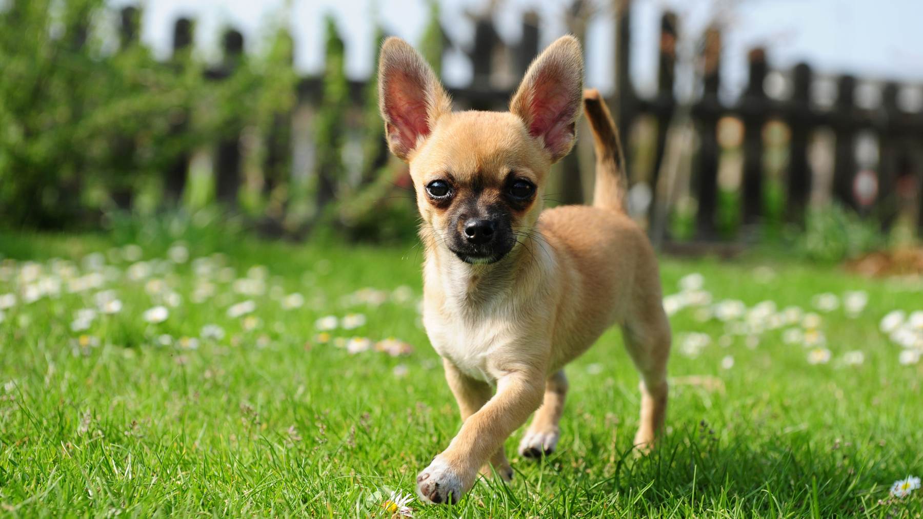 Puppy Socialization: The Key to a Well-Behaved Companion