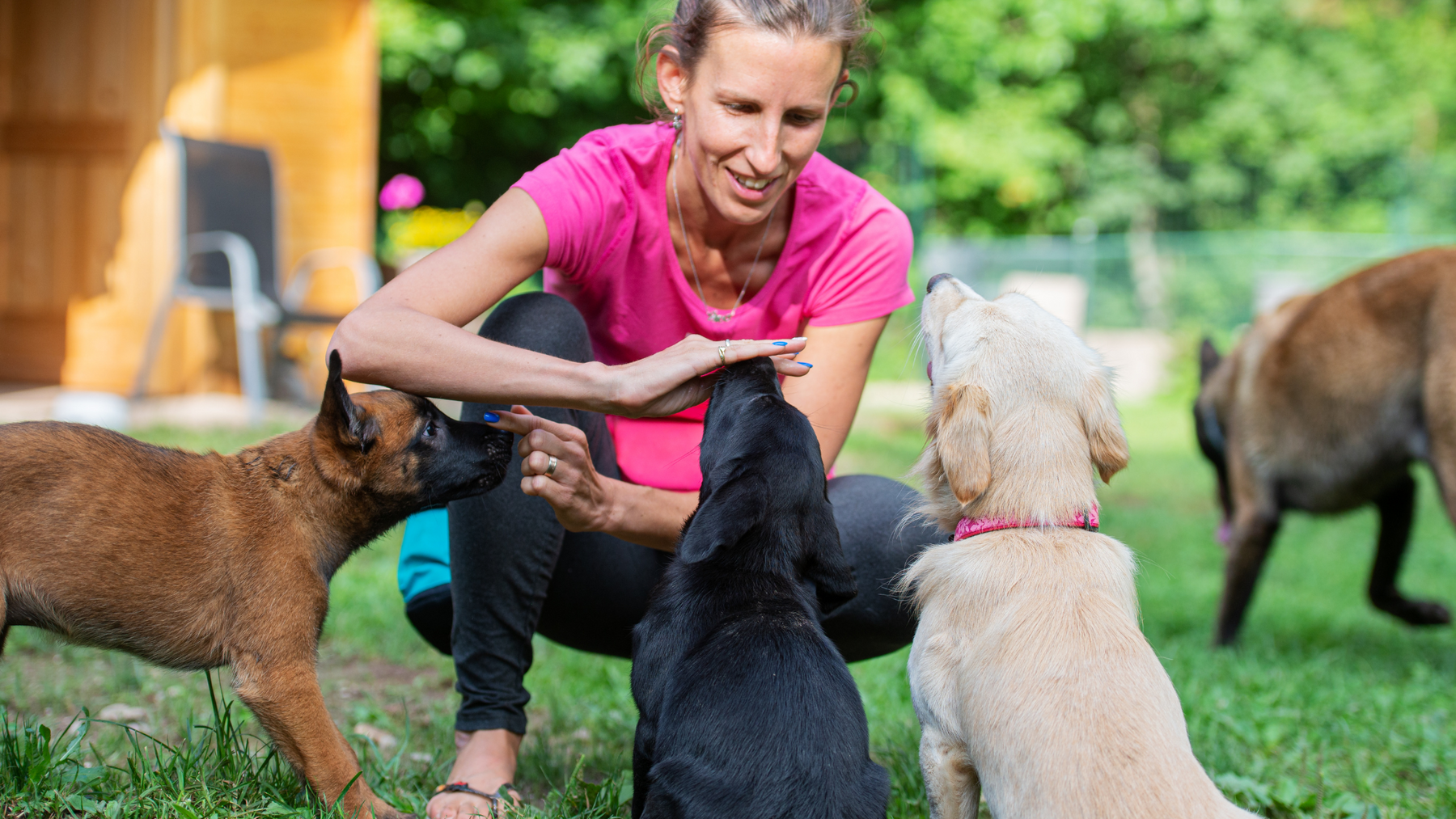 Unleashing Your Puppy's Potential: The Essential Commands