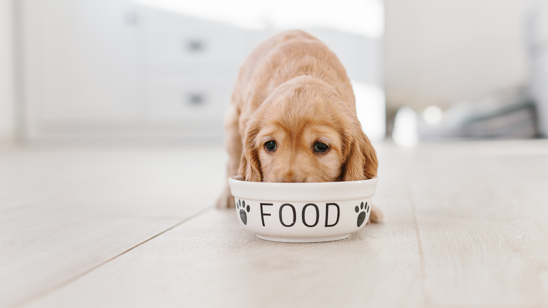 The Importance of a Balanced Diet for Growing Puppies