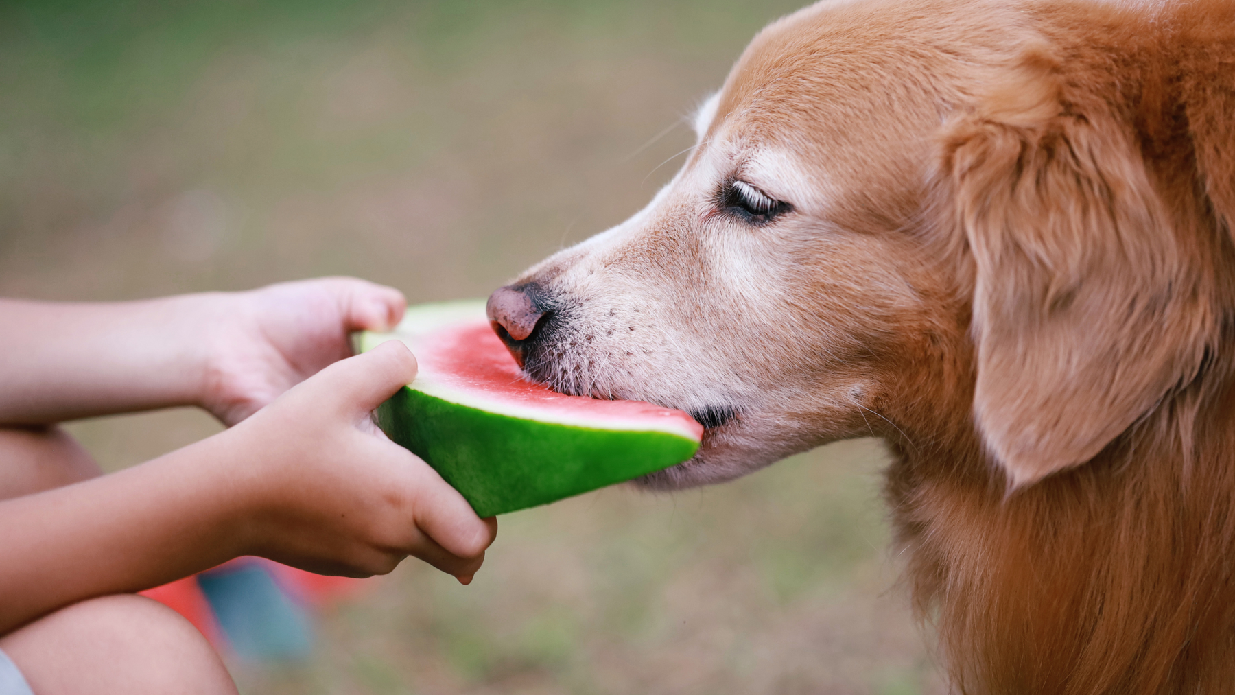 Feeding Fido: A Comprehensive Guide to Human Foods Dogs Can and Can't Eat