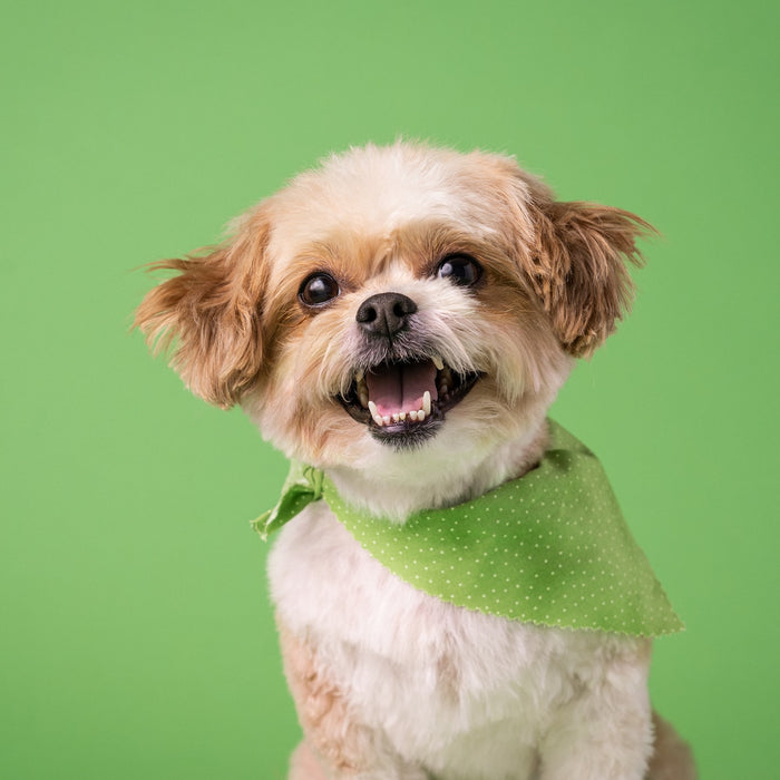 Small Brown Dog Wearing Green Bandana