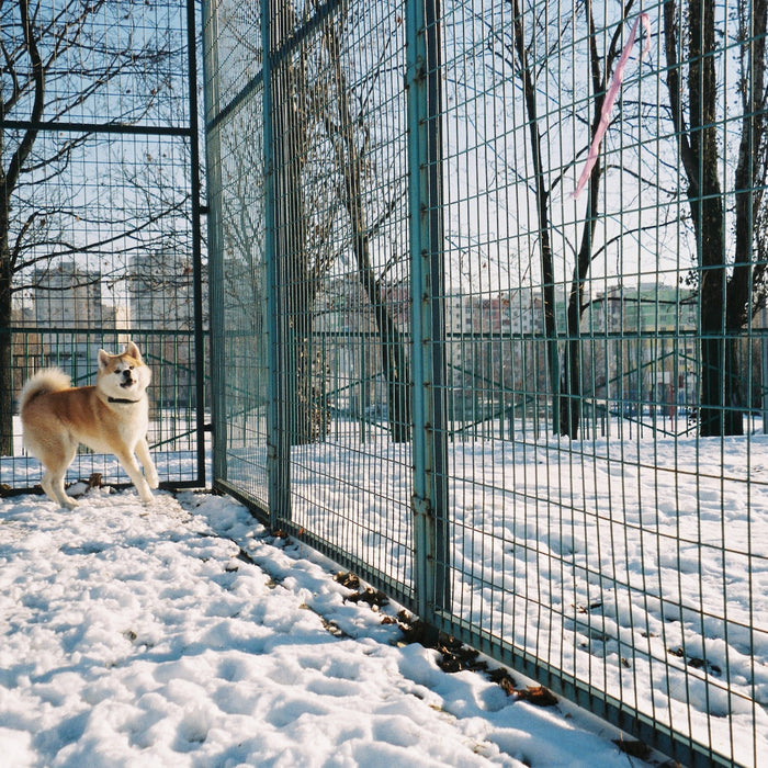 White And Brown Dog Inside A Dog Kennel On Snow