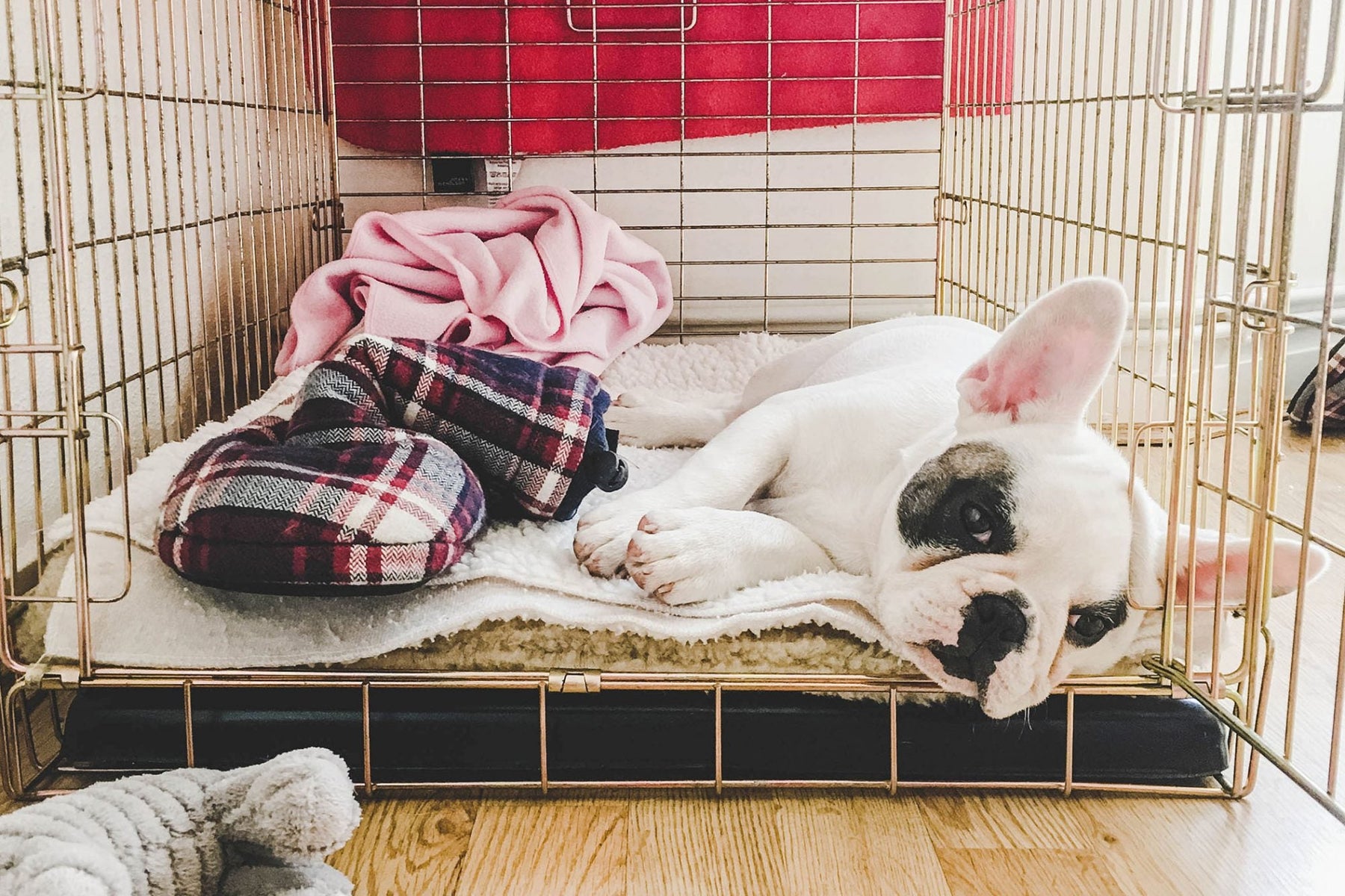 How To Crate Train Your Puppy - Puppy Fever Pro