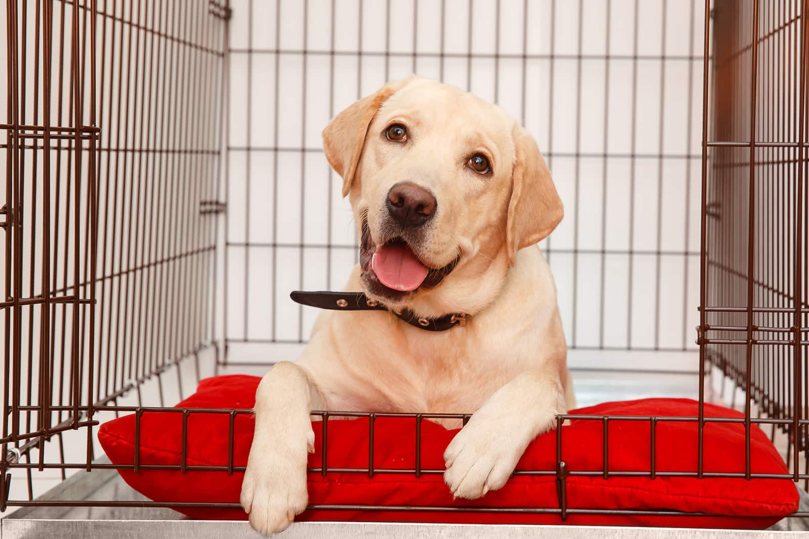 Will crate training help my puppy's separation anxiety? - Puppy Fever Pro