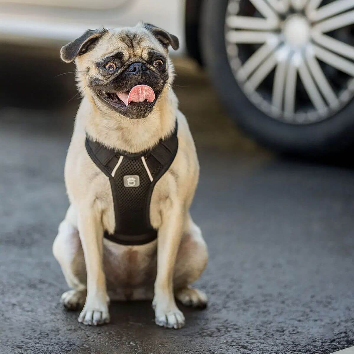 GF PET Dog Travel Harness Black Authentic Rubber Logo Patch