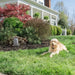PetSafe YardMax Cordless In-Ground Fence Actual