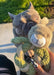 Petique Mini Hula Hemp Koala and Bunny Twist Dog Toys Actual