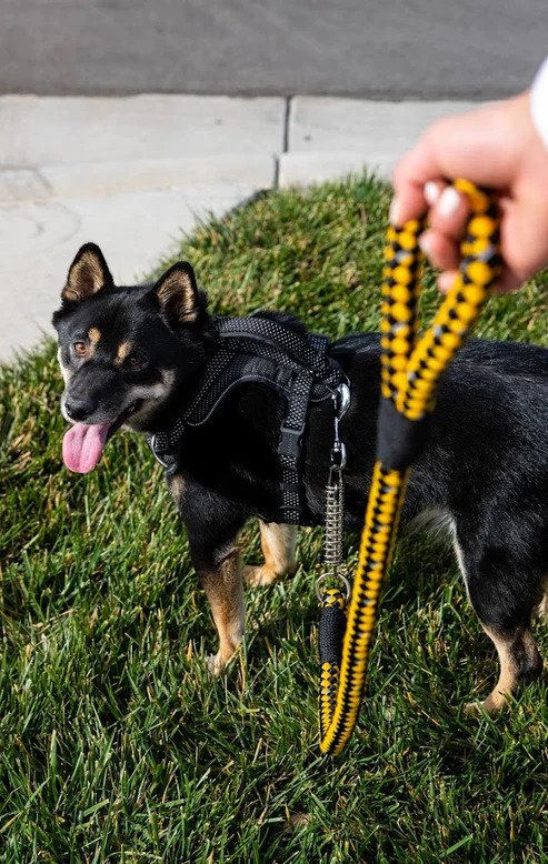 Petique Tug Control Dog Leash with Reflectors & Shock Absorber Bumblebee