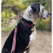 Olly Dog Urban Journey Reflective Collar Wild Aster Easy Clip