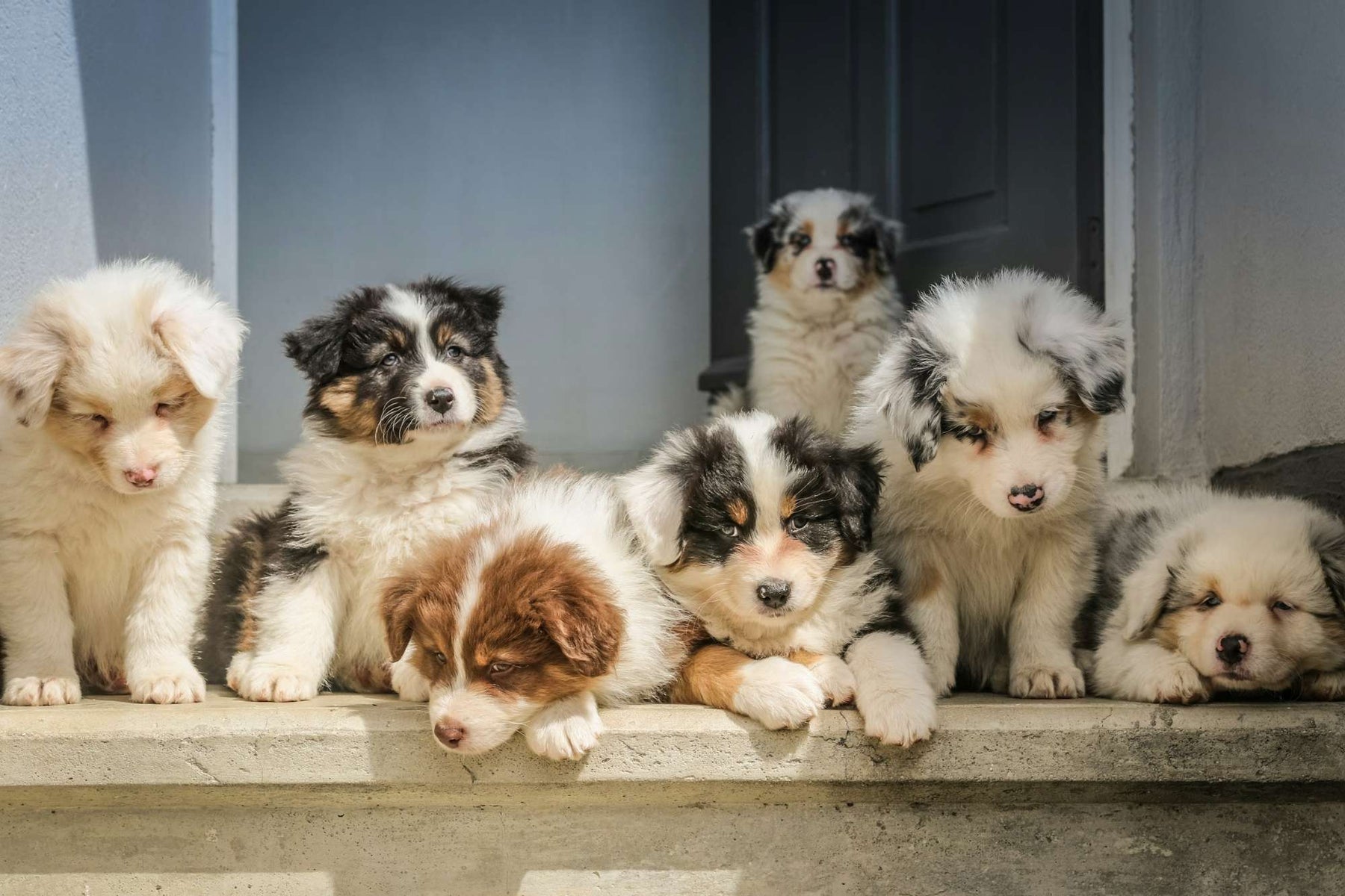 A small group of soft, sleepy puppies rest side by side on a stone ledge near a house entrance, representing the result of how dogs give birth