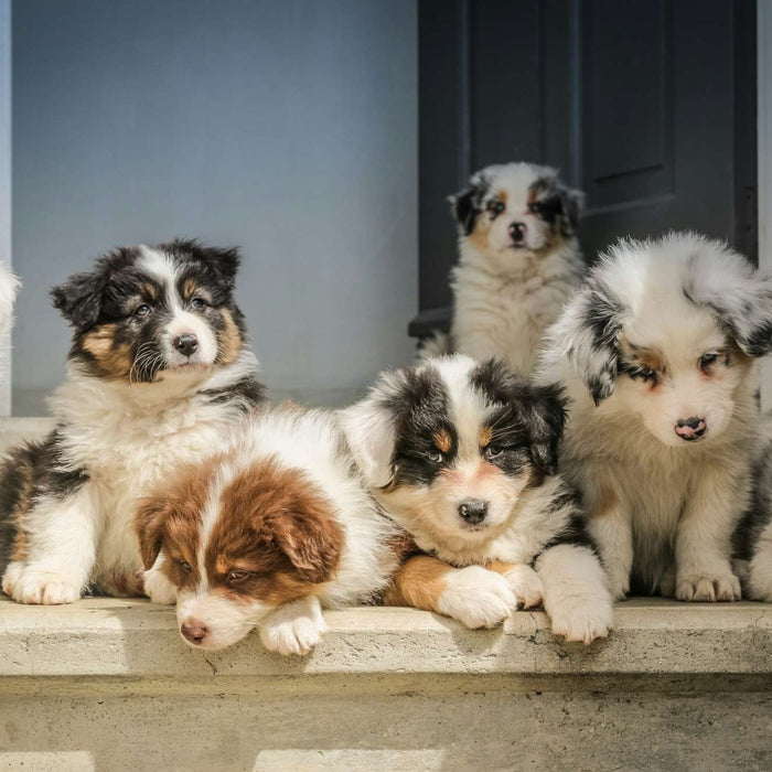 A small group of soft, sleepy puppies rest side by side on a stone ledge near a house entrance, representing the result of how dogs give birth