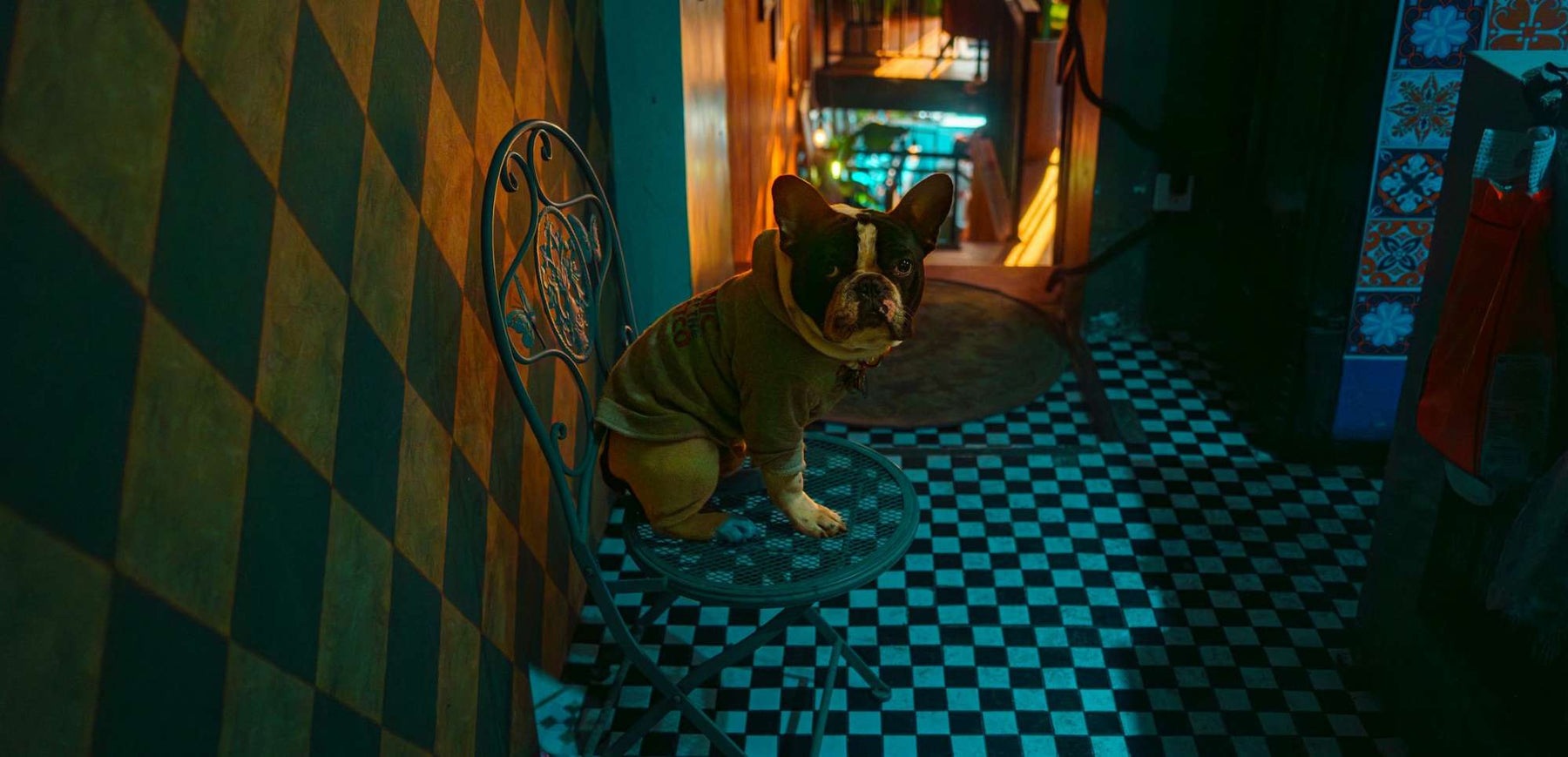 A French Bulldog wearing a hoodie sits on a metal chair in a dimly lit hallway with checkered floors reflecting the mood of the blog 22 Best Dog Activities When Home Alone