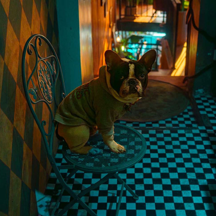 A French Bulldog wearing a hoodie sits on a metal chair in a dimly lit hallway with checkered floors reflecting the mood of the blog 22 Best Dog Activities When Home Alone