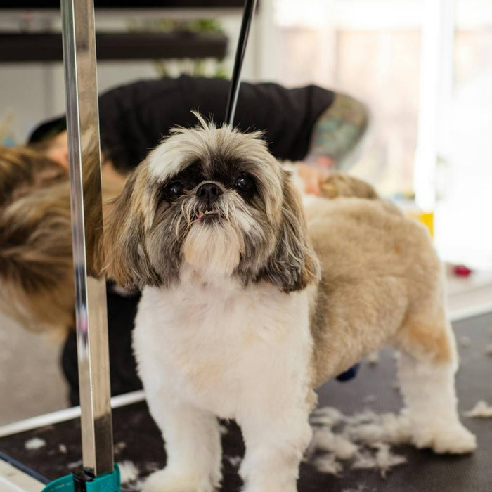 A Shih Tzu standing on a grooming table with tools around, capturing what does dog grooming include in a full grooming session setup