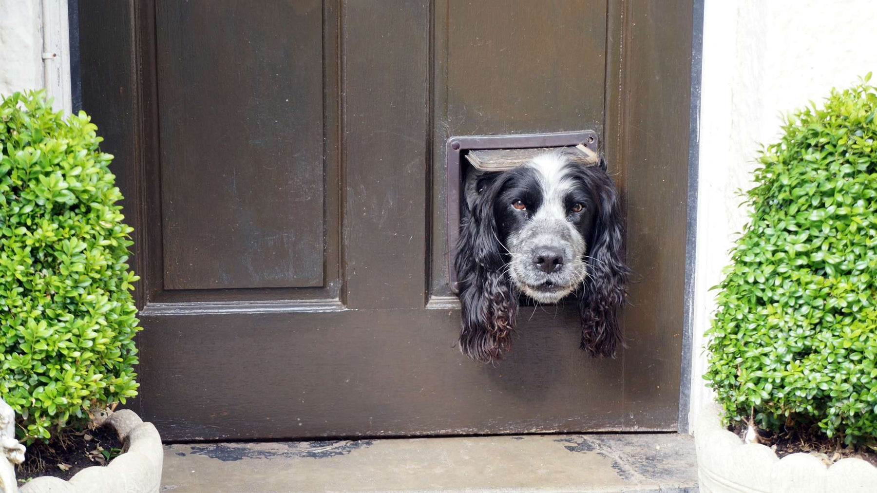 A black and white dog peeks through a small pet door, showing How to Lock Your Dog Door to keep pets safe and intruders out.