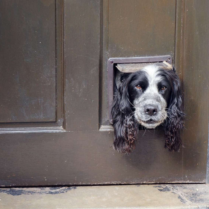 A black and white dog peeks through a small pet door, showing How to Lock Your Dog Door to keep pets safe and intruders out.