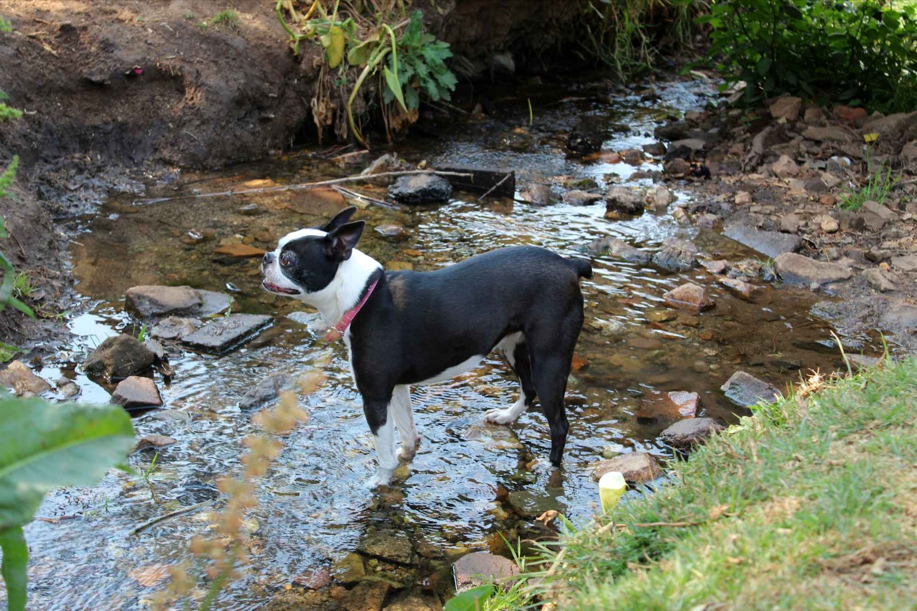A black and white dog with a pink collar stands in a shallow rocky stream to cool its paws, showing one of the simple Dog Activities When It's Hot to stay safe
