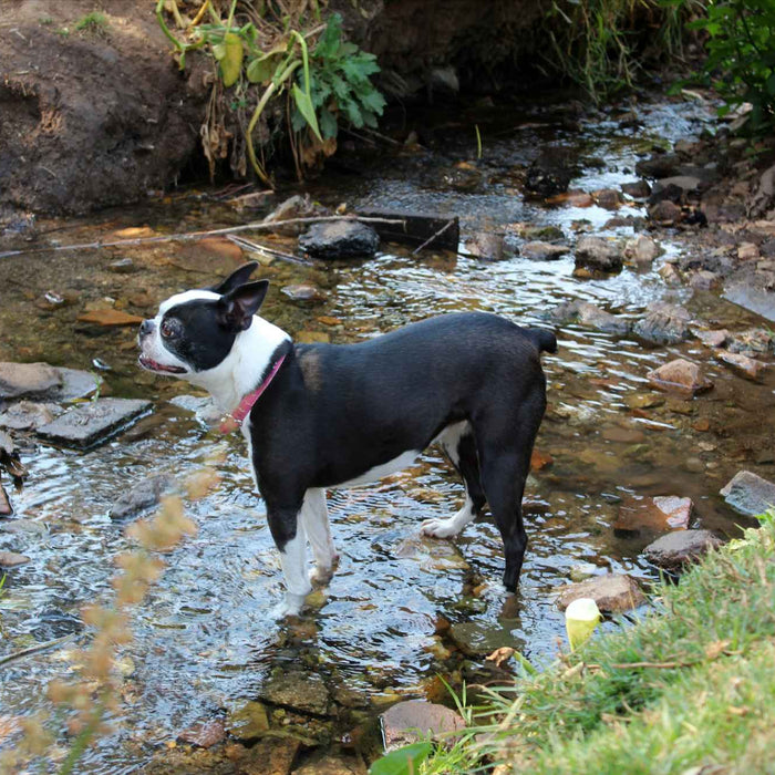 A black and white dog with a pink collar stands in a shallow rocky stream to cool its paws, showing one of the simple Dog Activities When It's Hot to stay safe