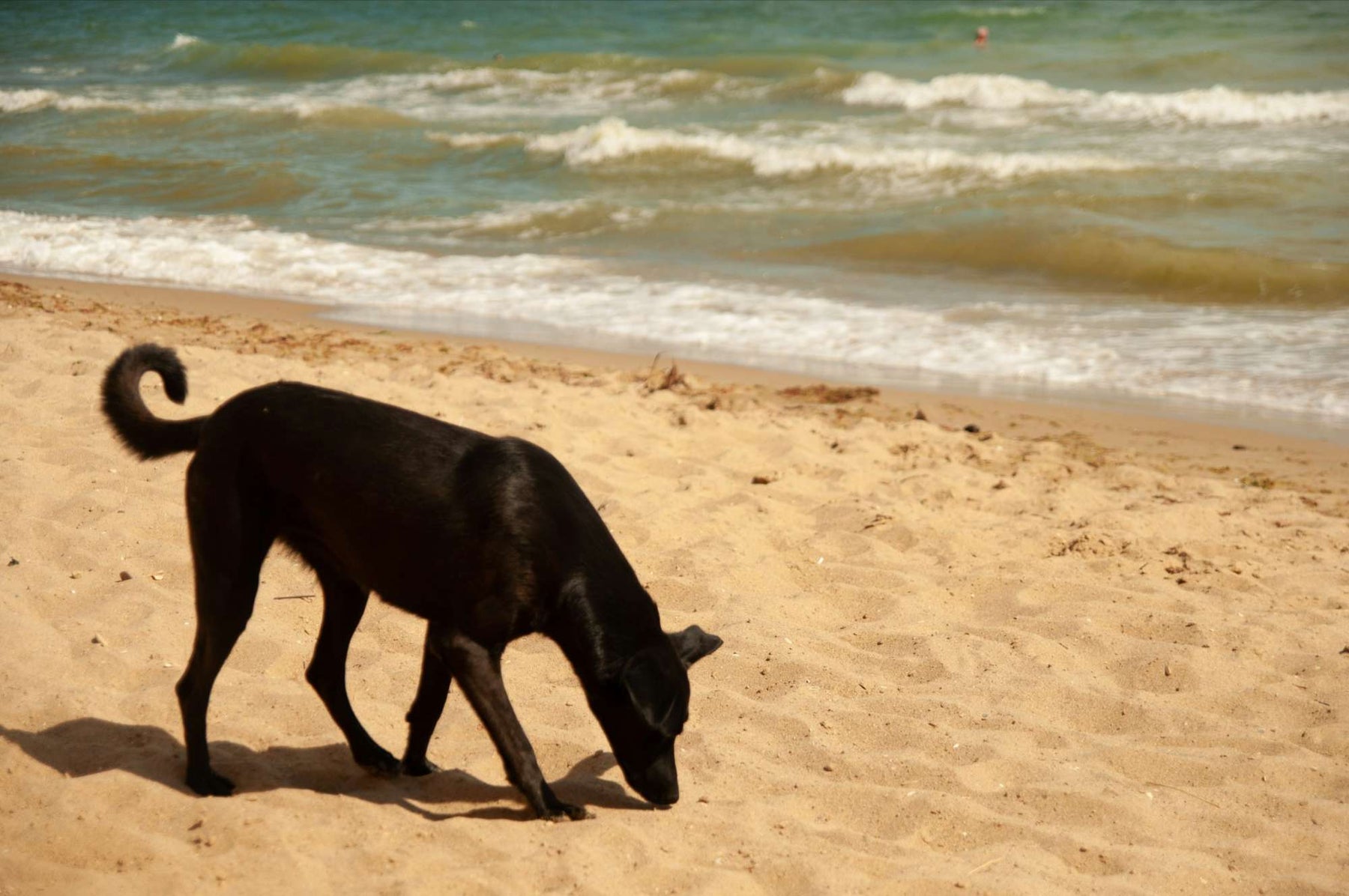 A black dog sniffs the sand on a sunny beach, with waves rolling in the background, perfectly capturing a relaxed moment from 12 Summer Dog Activities New Pet Parent Needs to Try