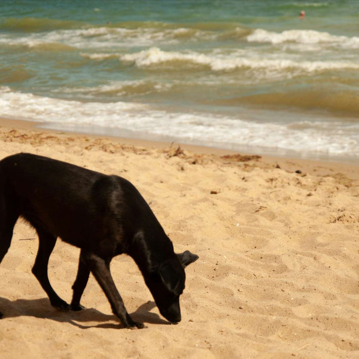 A black dog sniffs the sand on a sunny beach, with waves rolling in the background, perfectly capturing a relaxed moment from 12 Summer Dog Activities New Pet Parent Needs to Try