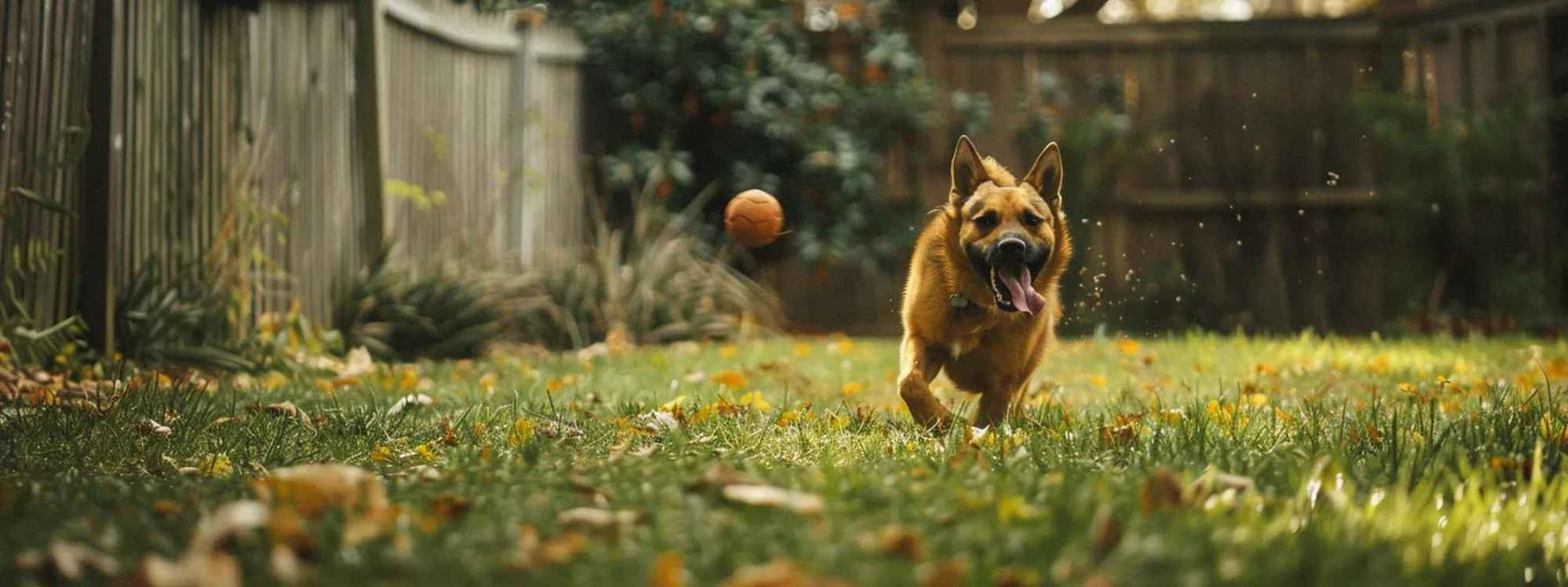 A brown dog chases a ball mid-air across a grassy backyard, showing one of the many Fun Dog Activities During Summer