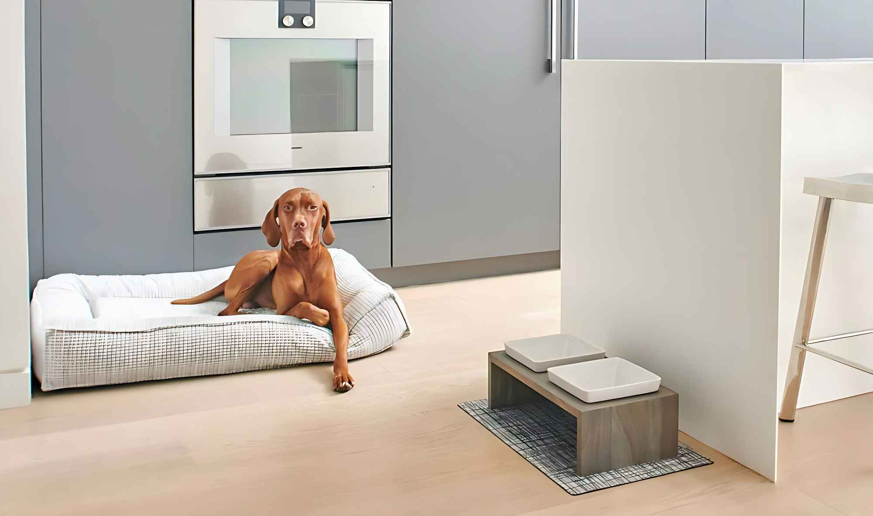 A brown dog is lying on a white cushioned bed in a modern kitchen, showing why people ask How Many Dog Beds Should a Dog Have for comfort in different rooms