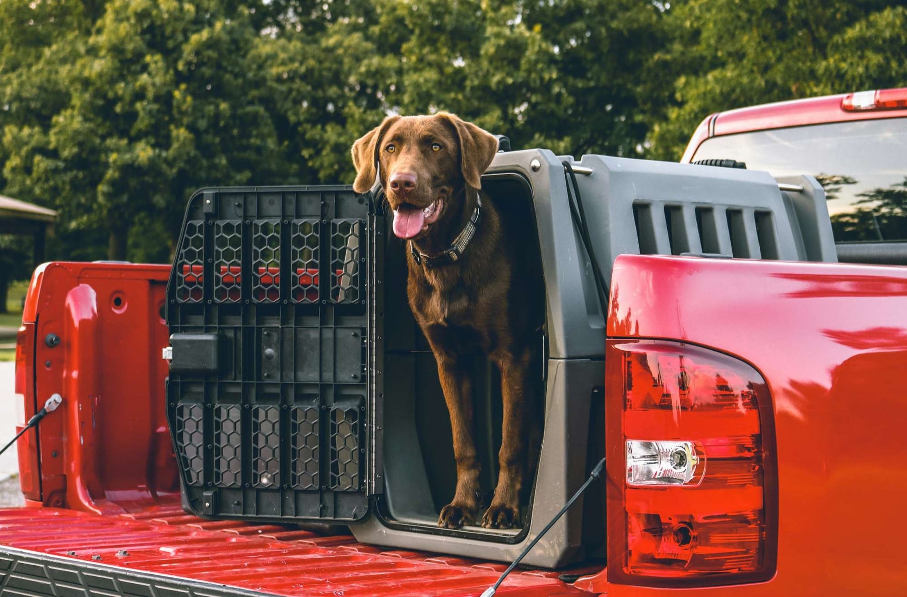 A brown dog stands in a gray crate on a red truck, highlighting the question Are Dog Crates Recyclable and their sustainable disposal