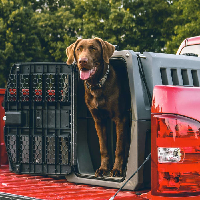 A brown dog stands in a gray crate on a red truck, highlighting the question Are Dog Crates Recyclable and their sustainable disposal