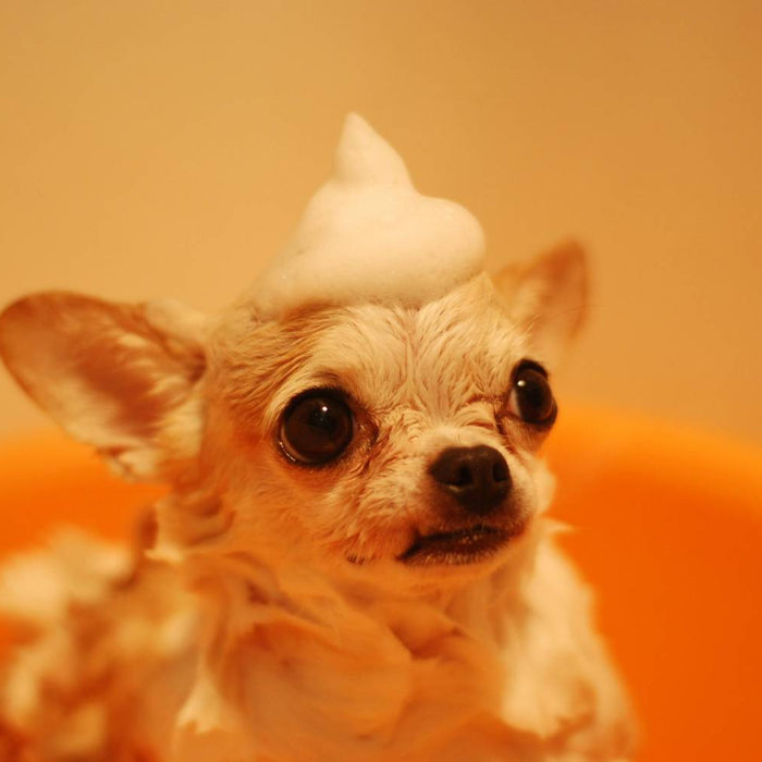 A chihuahua with a small foam hat on its head during a bath illustrates how often does a dog need grooming to stay fresh and clean