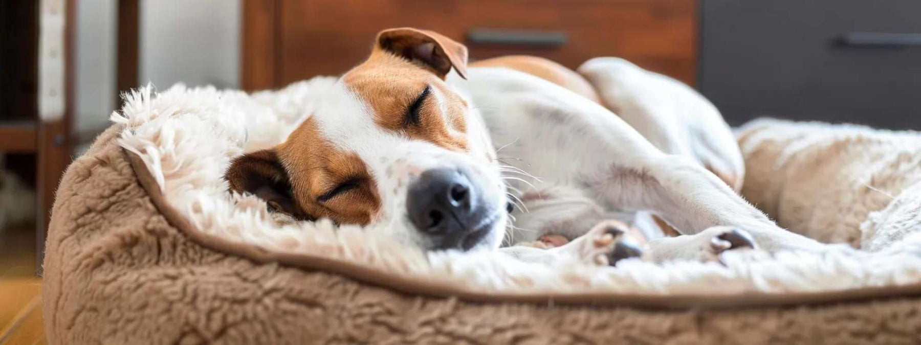 A dog rests on a soft bed, showing concern over Can Dog Beds Get Bed Bugs