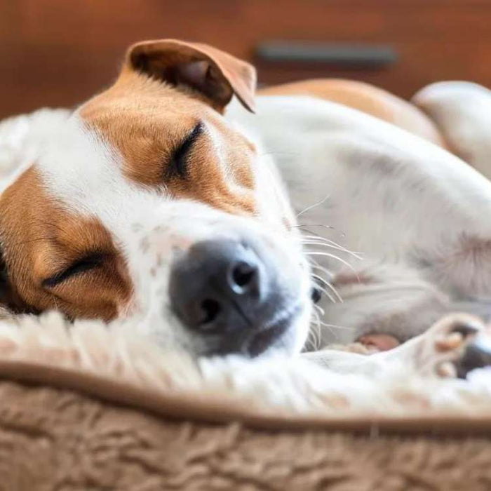 A dog rests on a soft bed, showing concern over Can Dog Beds Get Bed Bugs