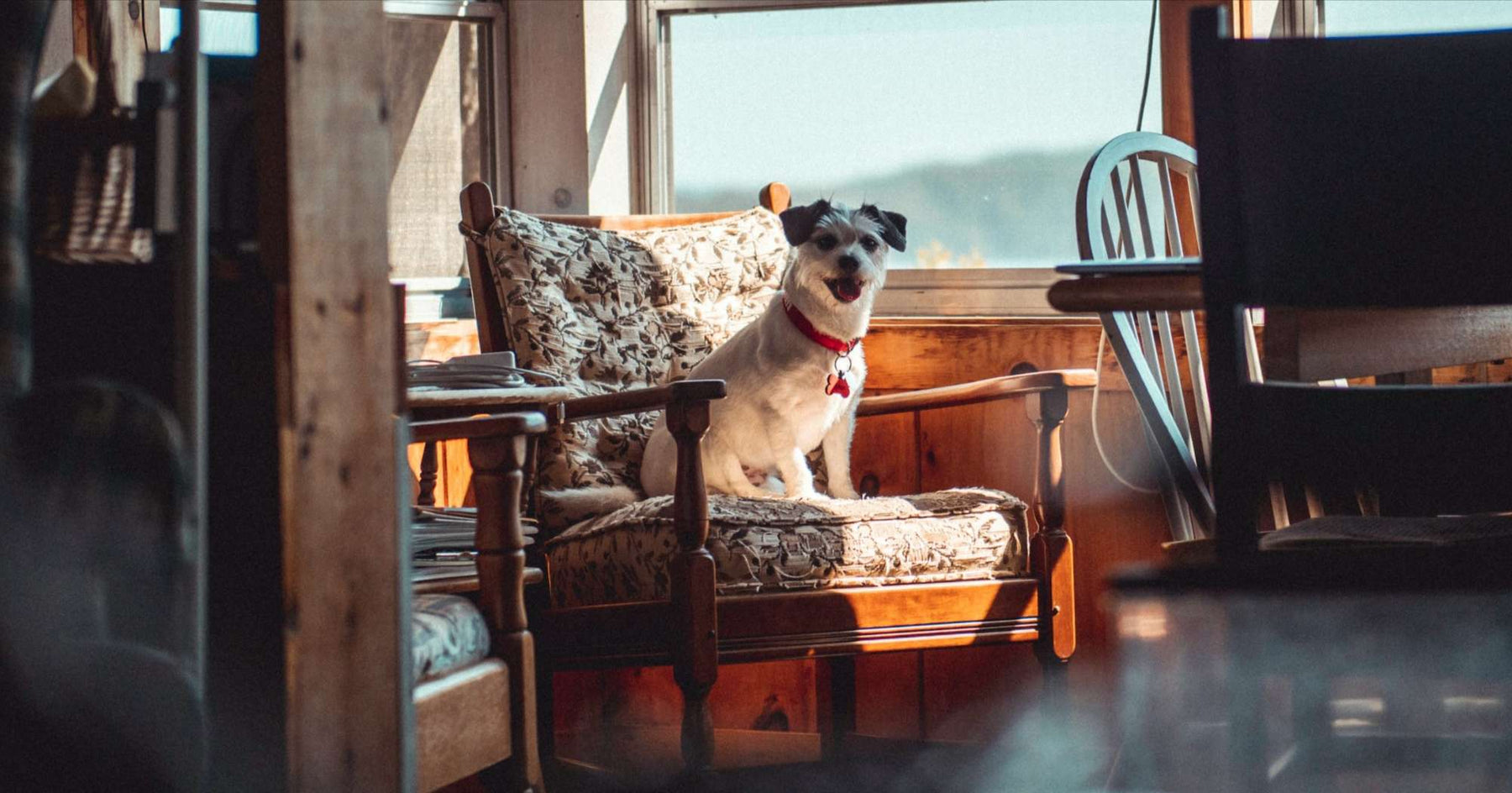 A dog sits on a chair in sunlight, showing calm behavior shaped by What Are the 5 Golden Rules of Dog Training