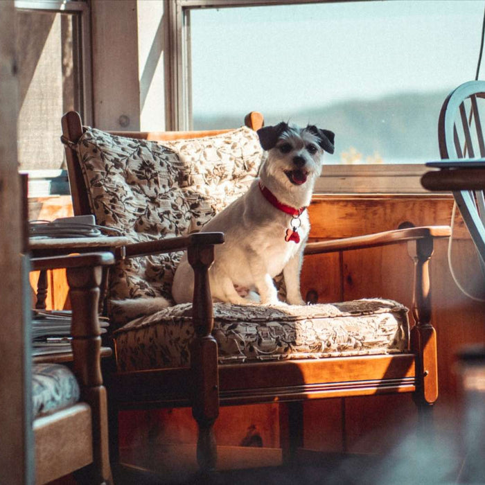 A dog sits on a chair in sunlight, showing calm behavior shaped by What Are the 5 Golden Rules of Dog Training