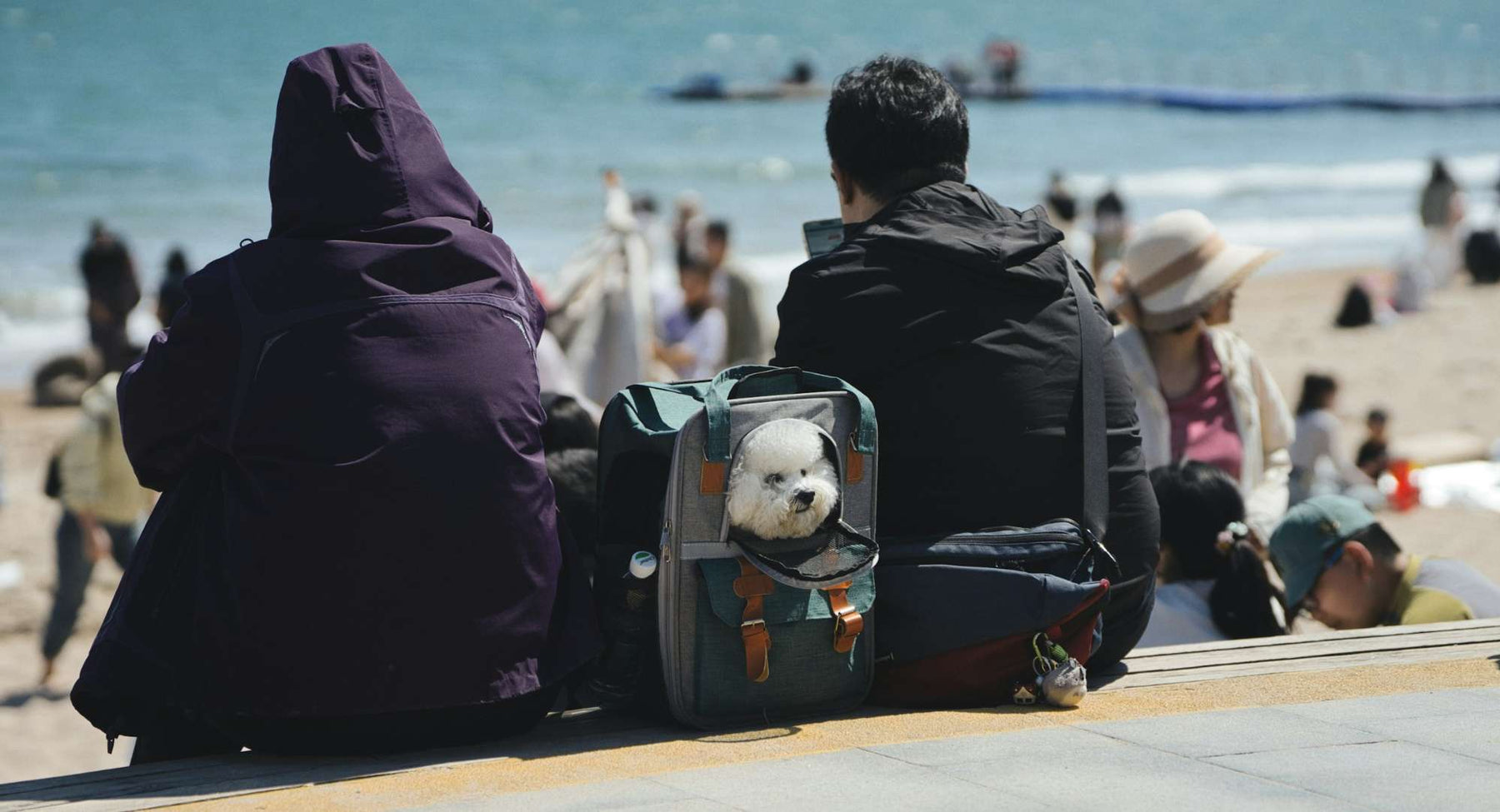 A fluffy dog rests inside a green travel bag as its owners enjoy a beach day, a cozy example of Dog Care Vacation Tips For Pet Parents