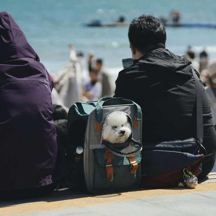 A fluffy dog rests inside a green travel bag as its owners enjoy a beach day, a cozy example of Dog Care Vacation Tips For Pet Parents