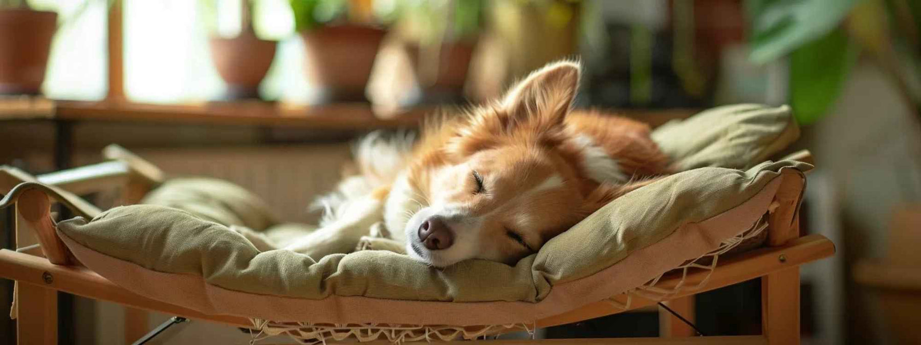 A fluffy dog sleeps peacefully on a cushioned raised bed in a sunlit room, prompting the question Are Elevated Dog Beds Good for comfort and relaxation