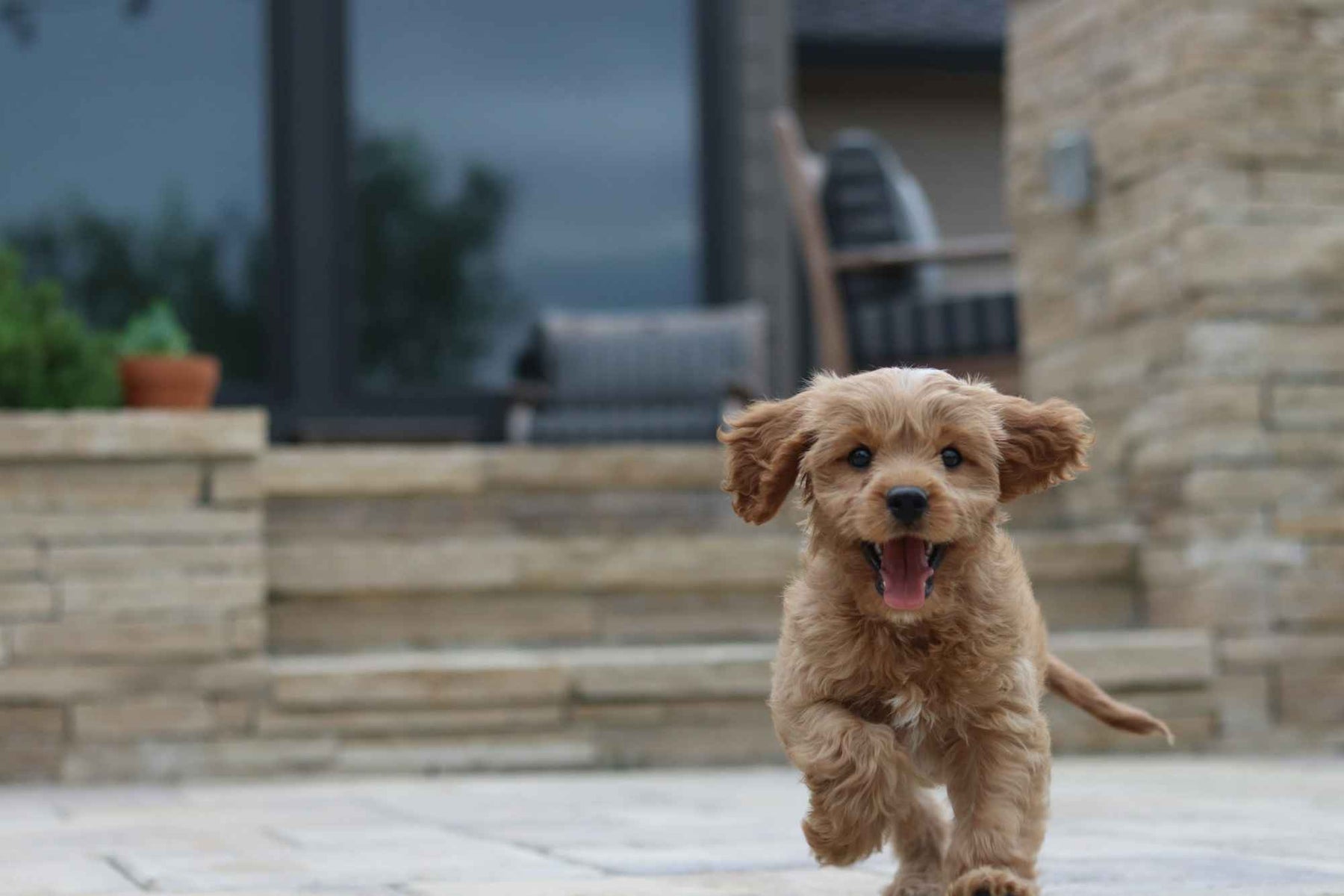 A happy, curly-haired puppy runs toward the camera on a stone patio, capturing the carefree energy often preserved through responsible choices like The Benefits of Neutering Your Dog