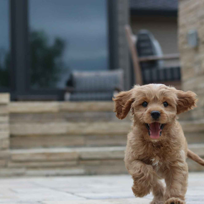 A happy, curly-haired puppy runs toward the camera on a stone patio, capturing the carefree energy often preserved through responsible choices like The Benefits of Neutering Your Dog