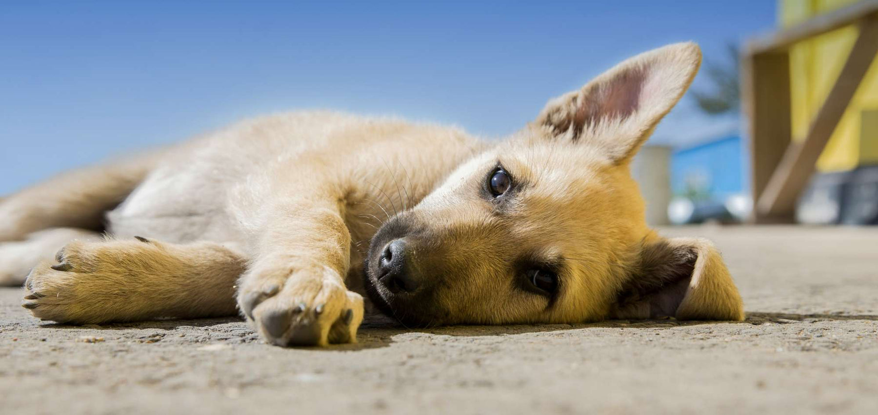 A light brown puppy lies on its side outdoors, gazing toward the camera with one ear perked up, perfect for illustrating How to Clean Dog Ears in a gentle and caring way